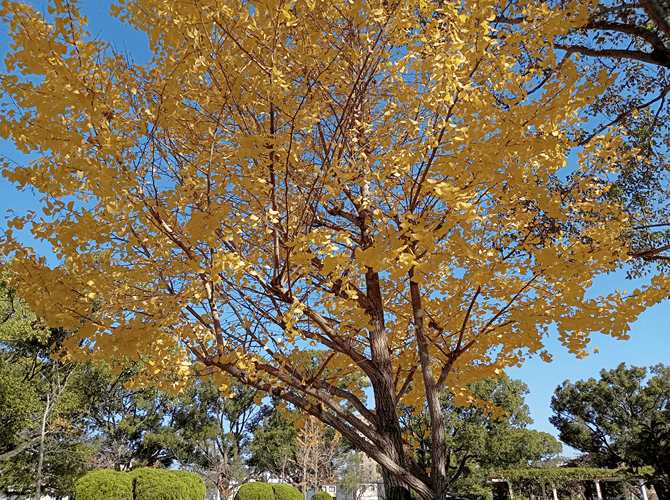 葉が黄色くなった公園内の銀杏の木の写真